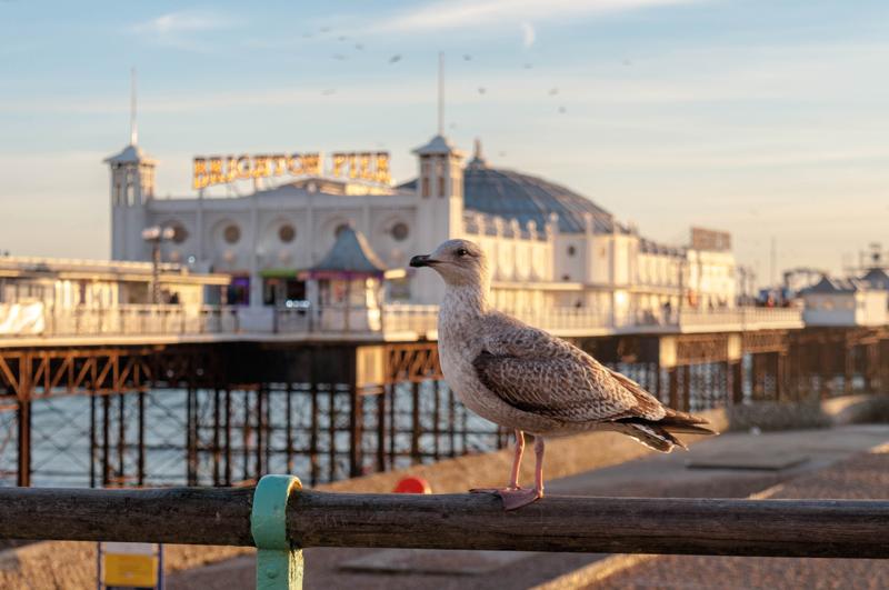 sprachaufenthalt-england-brighton-royalpier Séjour linguistique Angleterre, Brighton - Royal Pier