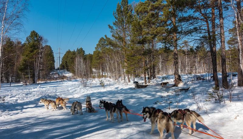 sprachaufenthalt-frankreich-morzine-husky-tour Sprachaufenthalt Frankreich, Morzine - Husky Tour