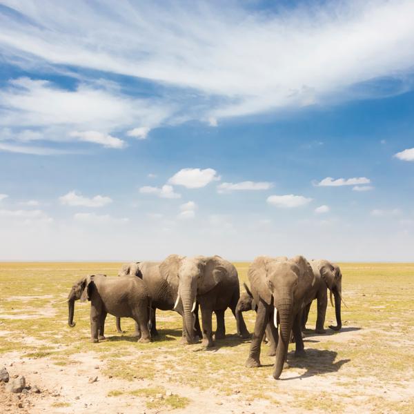 sprachaufenthalt-südafrika-elefanten Herd of african elephants in savanna. African elephant societies are arranged around family units made up of around ten closely related females and their calves and is led by an older female.
