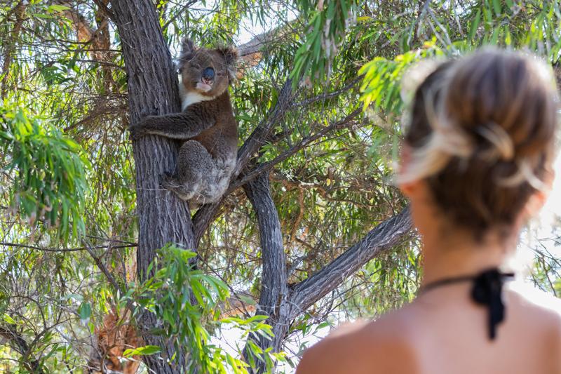 séjourlinguistique-australie-koala Séjour linguistique Australie, Koala