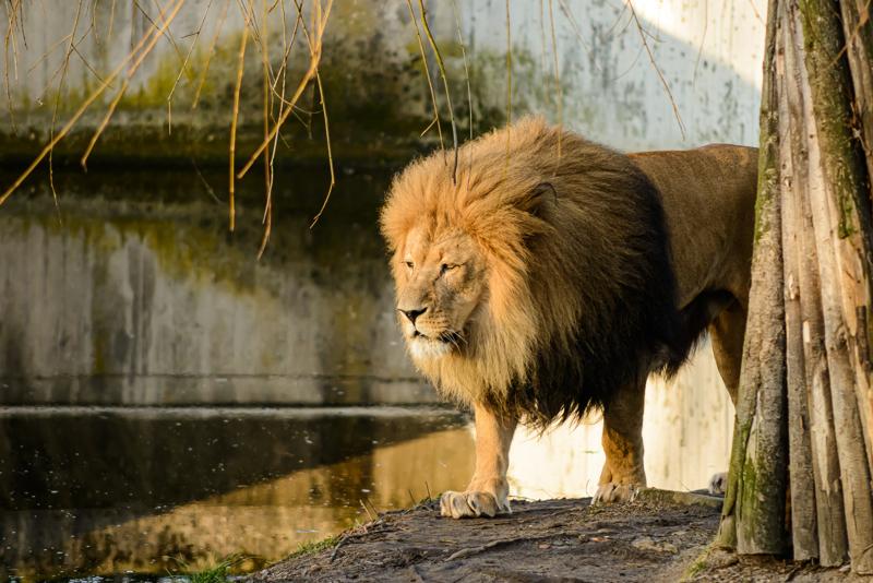 sprachaufenthalt-deutschland-münster-münsterzoo Sprachaufenthalt Deutschland, Münster - Münster Zoo