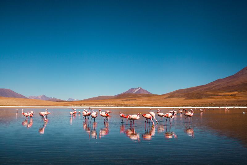 séjourlinguistique-bolivie-flamantsroses Séjour linguistique Bolivie, Flamants roses
