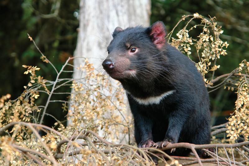séjourlinguistique-australie-tasmanie-hobart-tasmanian-devil Séjour linguistique Australie, Tasmanie - Tasmanian Devil