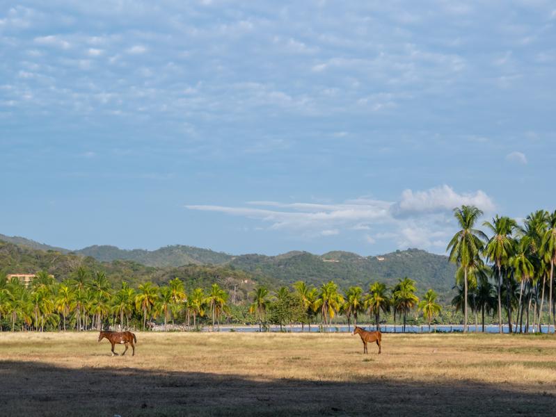 séjourlinguistique-costarica-samara-chevaux Séjour linguistique Costa Rica, Samara - Chevaux