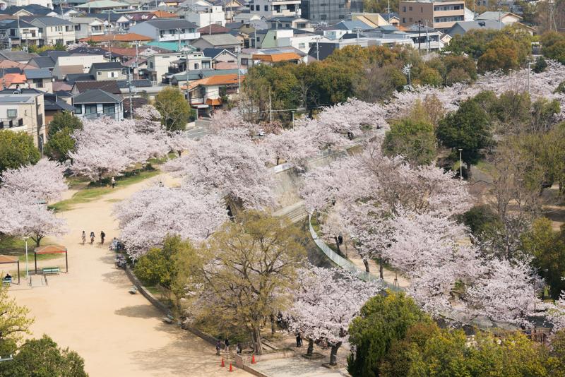 sprachaufenthalt-japan-kobe-hanami Sprachaufenthalt Japan, Kobe - Hanami