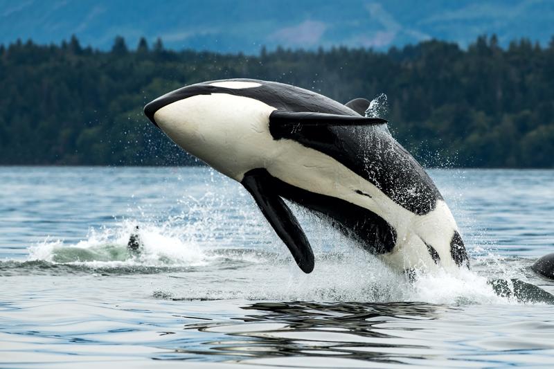 sprachaufenthalt-kanada-vancouverisland-whalewatching Sprachaufenthalt Kanada, Vancouver Island - Whale Watching