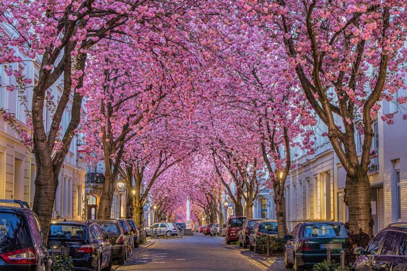 sprachaufenthalt-deutschland-bonn-cherryblossom Sprachaufenthalt Deutschland, Bonn - Cherry Blossom