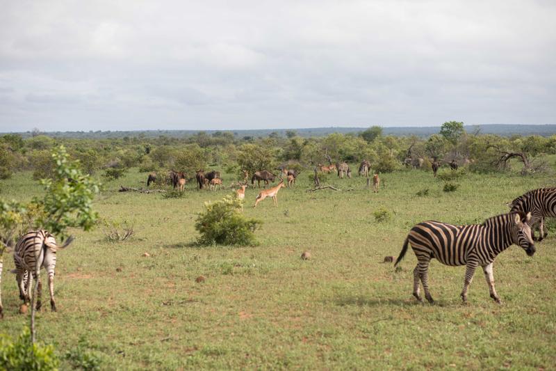 sprachaufenthalt-südafrika-safari Sprachaufenthalt Südafrika, Safar