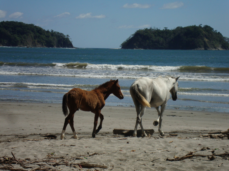 sprachaufenthalt-costarica-samara-pferde Sprachaufenthalt Costa Rica, Samara, Pferde