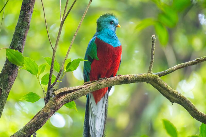 séjourlinguistique-panama-oiseau Séjour linguistique Panama, Oiseau